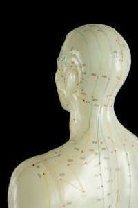 Anatomical model of head and shoulders with acupuncture meridians